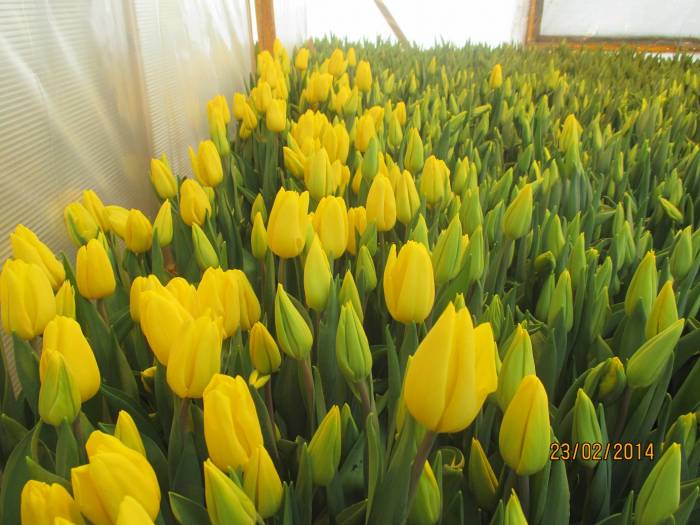 Тюльпаны к 8-му Марта!, фотография 2