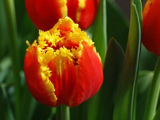 Тюльпаны, фотография 2