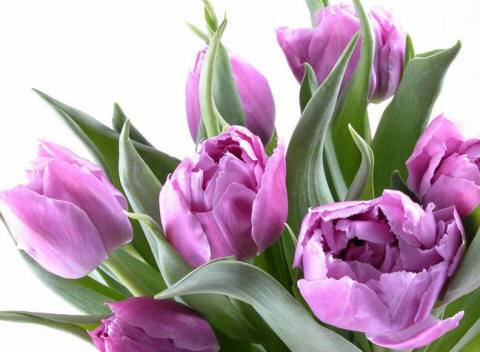 Тюльпаны, фотография 3