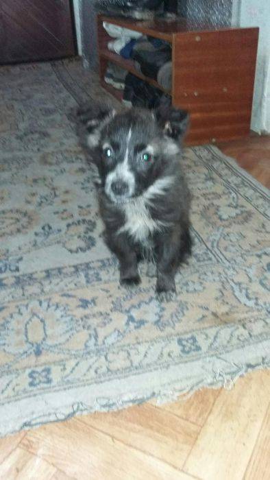 Отдам бесплатна щенка., фотография 1