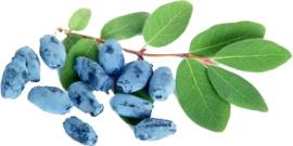 Саженцы жимолости (ЗКС)., фотография 1