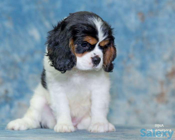 Питомник кавалер кинг чарльз спаниелей 