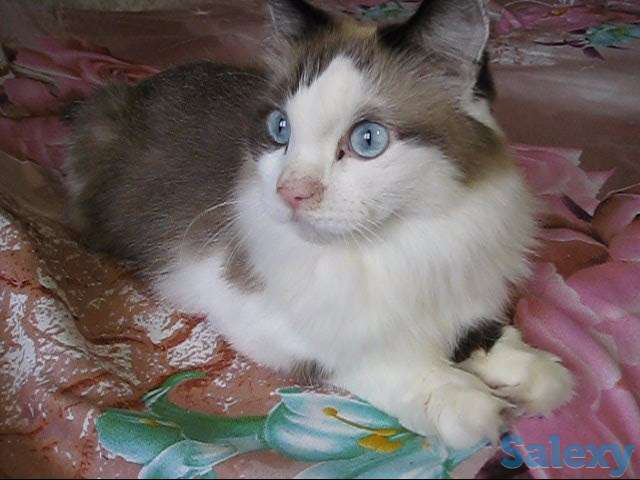 У меня Хозяин умер, фотография 4