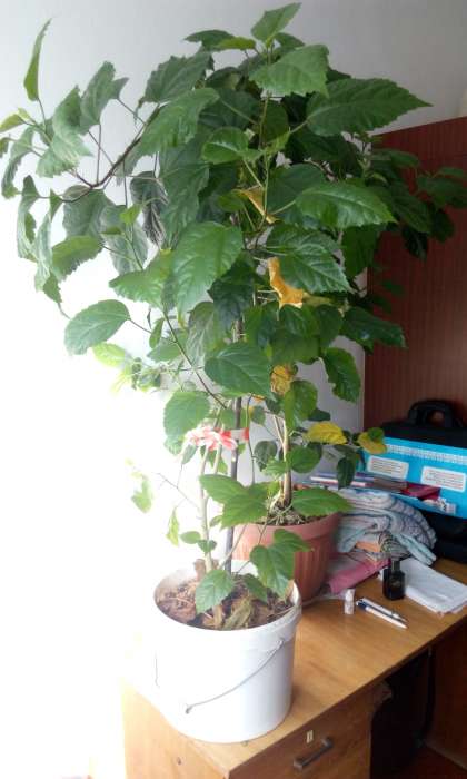 Домашние и офисные цветы, фотография 11