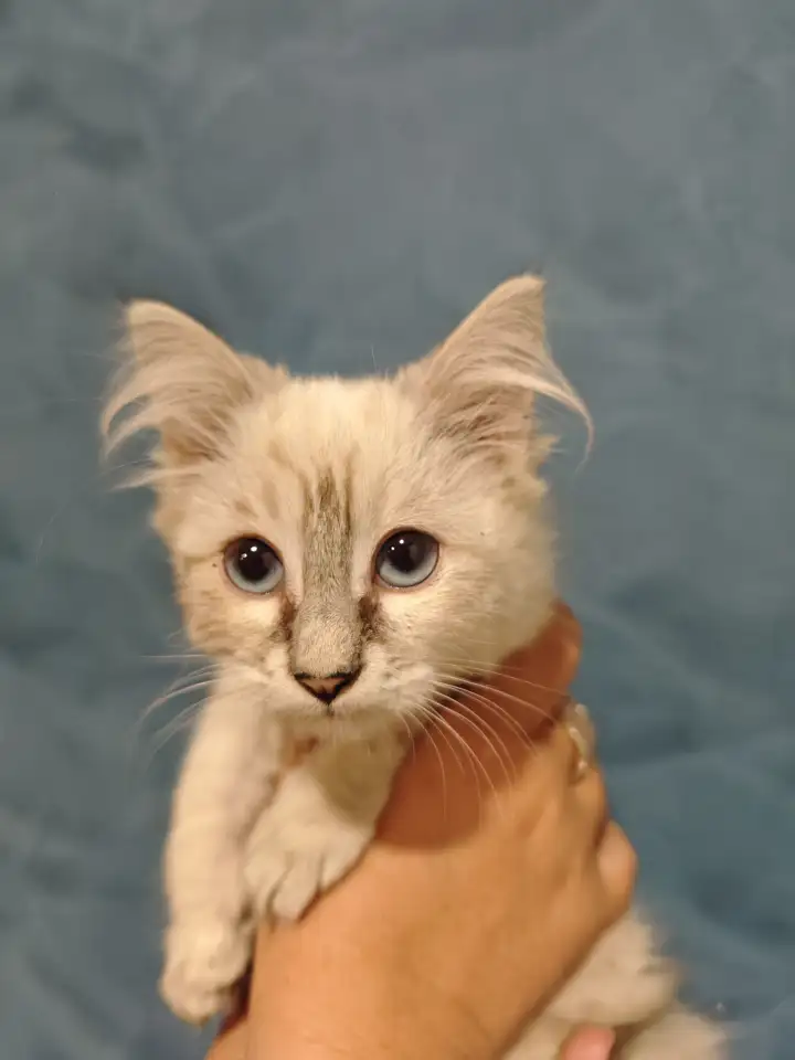 Отдам прекрасных котят в хорошие руки, фотография 6