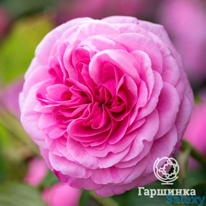 Роза гертруда джекилл, д.остин кустарниковая, фотография 1