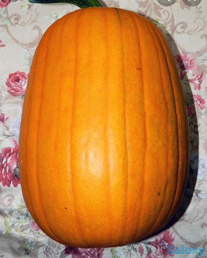 Рассада тыквы, фотография 5