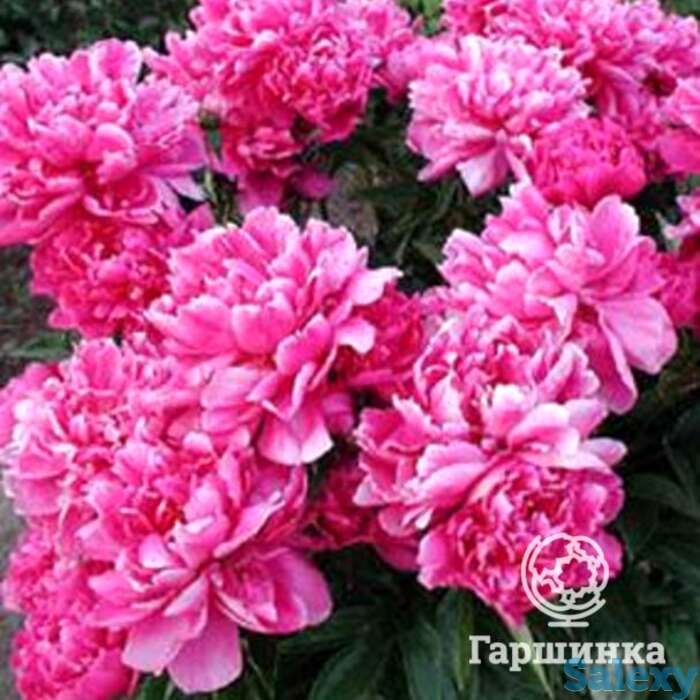 Пион виктор де ла марне, фотография 1