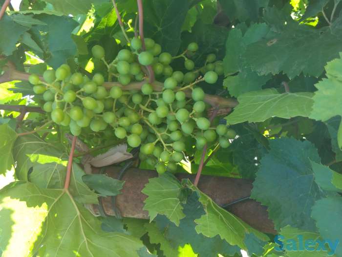 Продам дачу, фотография 9