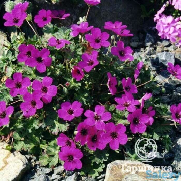 Герань садовая Сабкулесценс, фотография 1