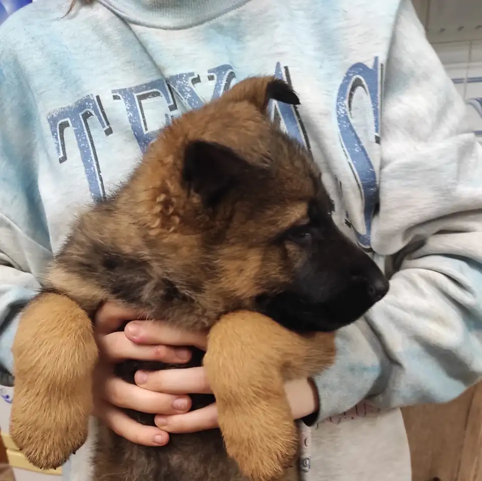 Щенки 100 немецкой овчарки, фотография 7