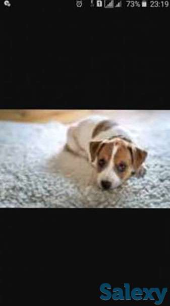 Джек расселы, фотография 1