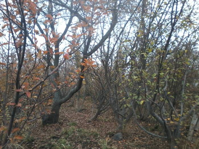 Продам дачу, Горном Садоводе, Карасайский р-н, фотография 1