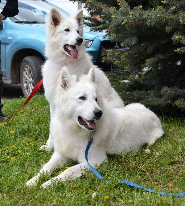 Белая Швейцарская Овчарка., фотография 1