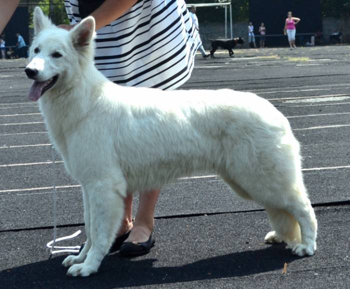 Белая Швейцарская Овчарка., фотография 2