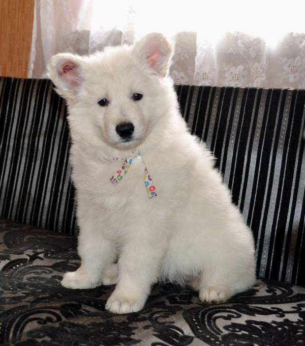 Белая Швейцарская Овчарка., фотография 3