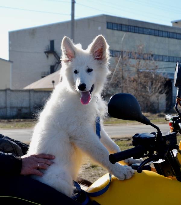 Белая Швейцарская Овчарка., фотография 5