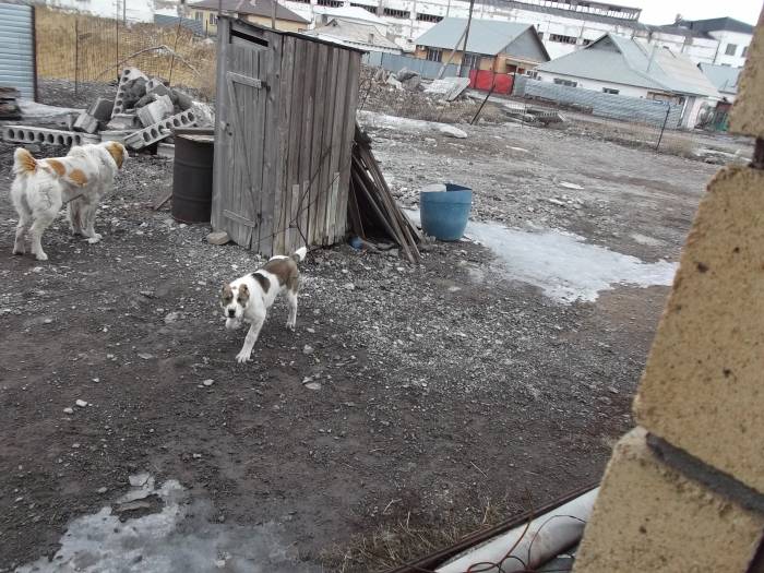 продам щенка алабая.дата рождения 5.10.2016, фотография 3