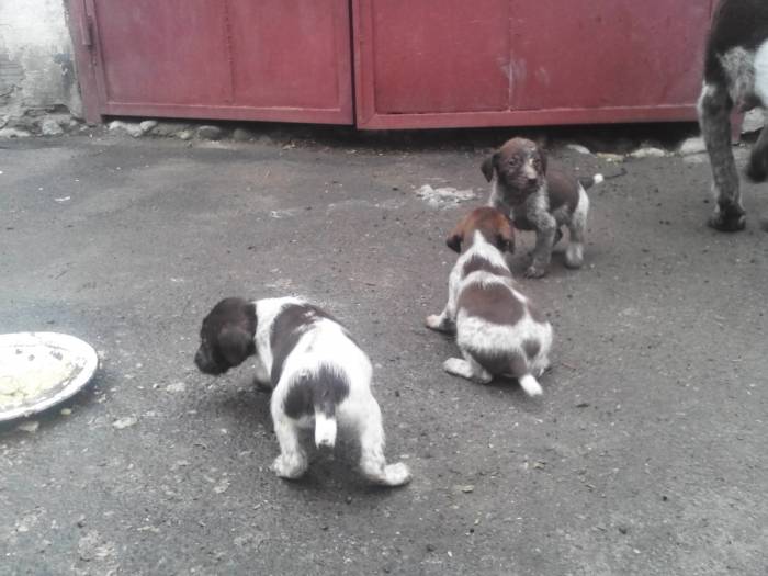 продаются щенки дратхаара!, фотография 2