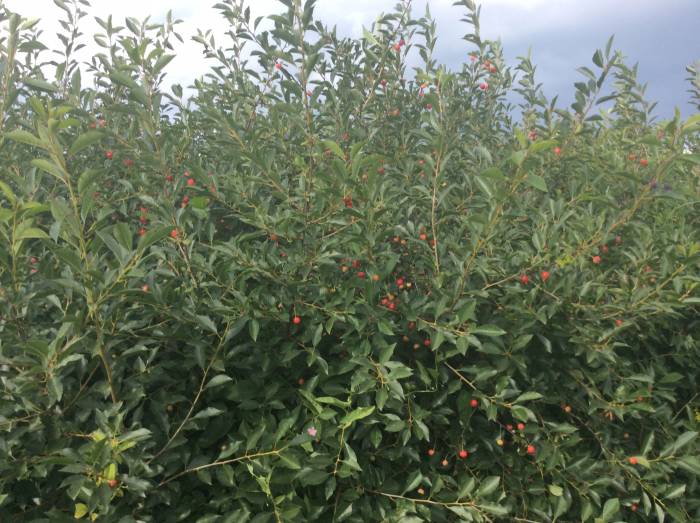 Продам или обменяю отличный дом, с.петерфельд, фотография 10