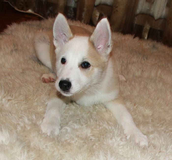 Продам щенков лайки, фотография 1