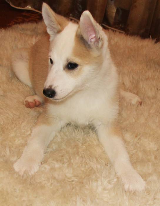 Продам щенков лайки, фотография 2