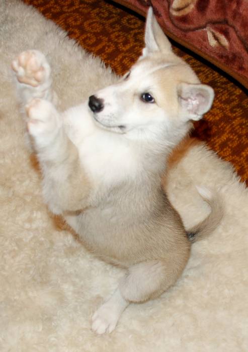 Продам щенков лайки, фотография 5