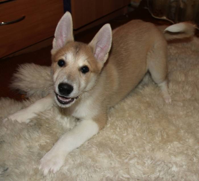 Продам щенков лайки, фотография 6