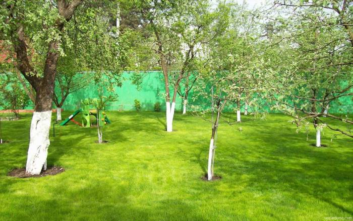 Спил деревьев в Алматы и Алматинской области!!!, фотография 1