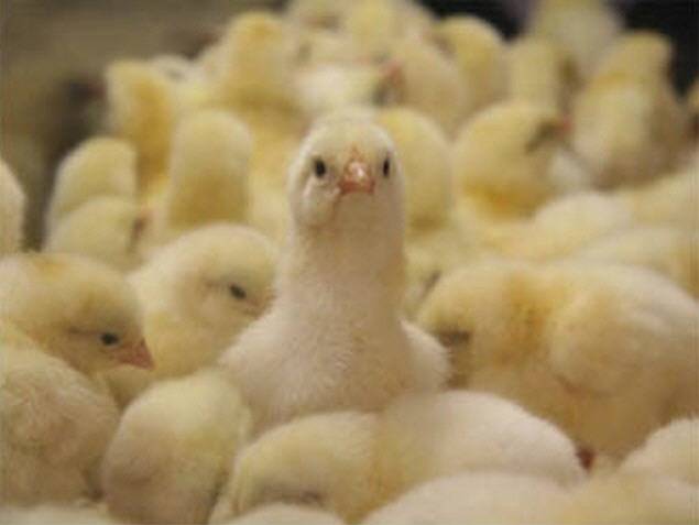 Цыплята бройлерные, порода Кросс Хаббард Ф 15, фотография 1