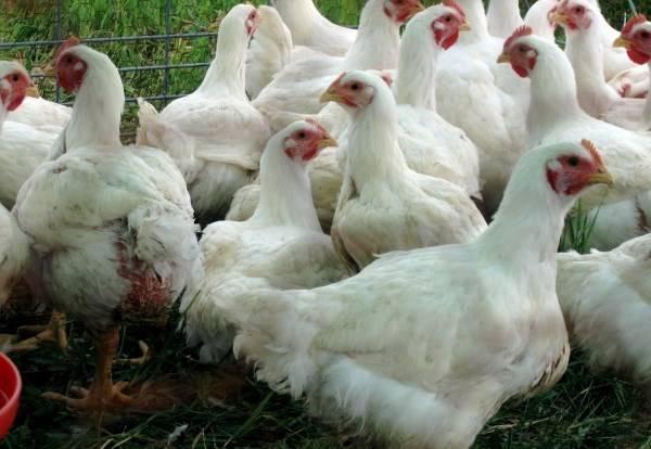Цыплята бройлерные, порода Кросс Хаббард Ф 15, фотография 2