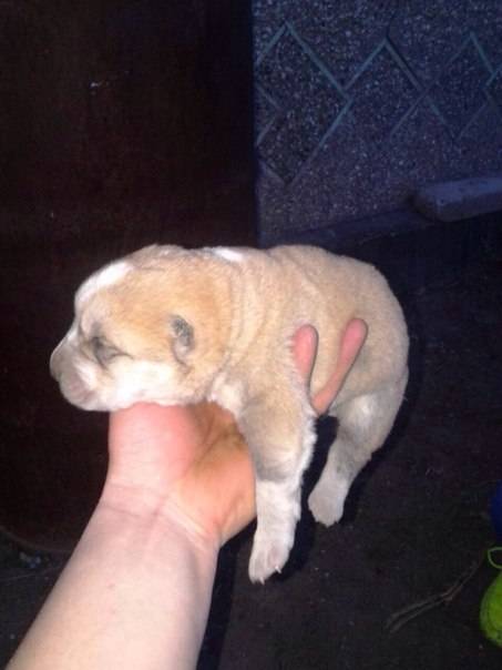 Щенки туркменского алабая, фотография 1