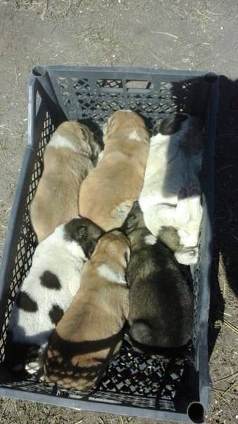 Щенки туркменского алабая, фотография 4