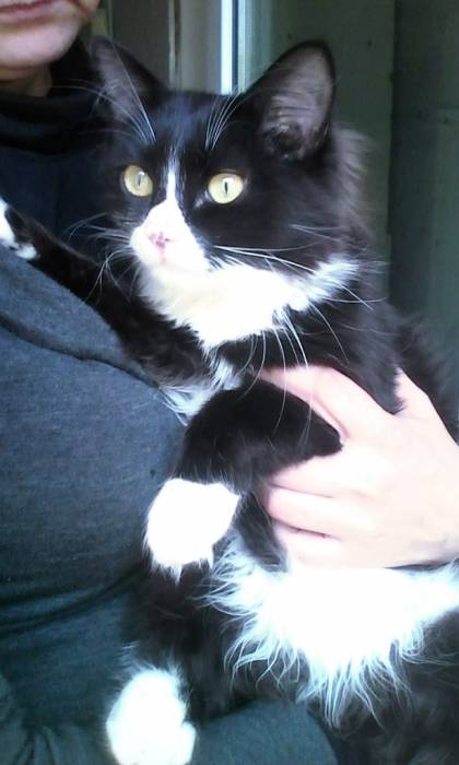 Отдам кота в добрые руки., фотография 1