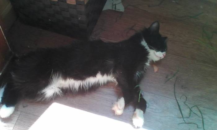 Отдам кота в добрые руки., фотография 2