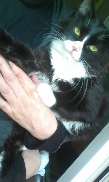 Отдам кота в добрые руки., фотография 3