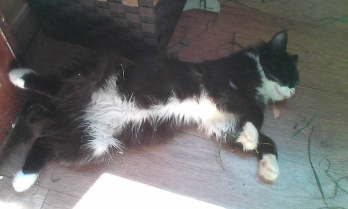 Отдам кота в добрые руки., фотография 4