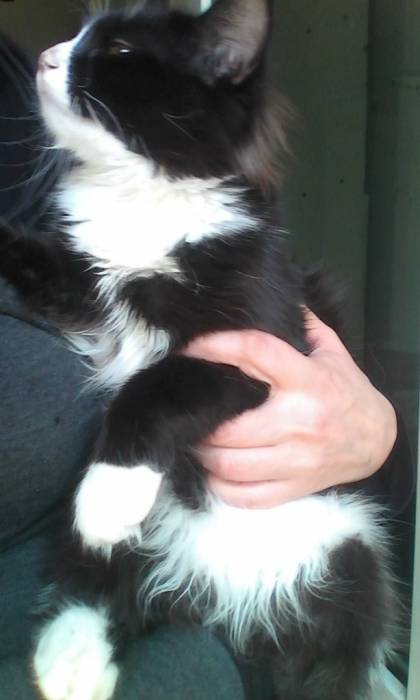 Отдам кота в добрые руки., фотография 6