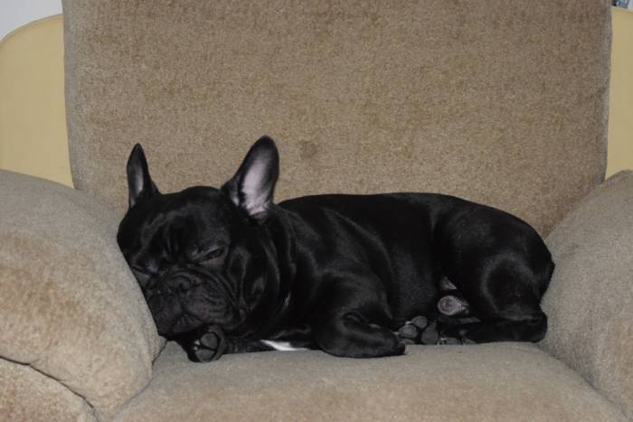 Срочно продам французского бульдога, торг, фотография 5