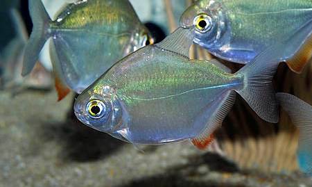 Метинисы, фотография 1