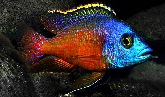 Мечущая пара боадзулу, фотография 1