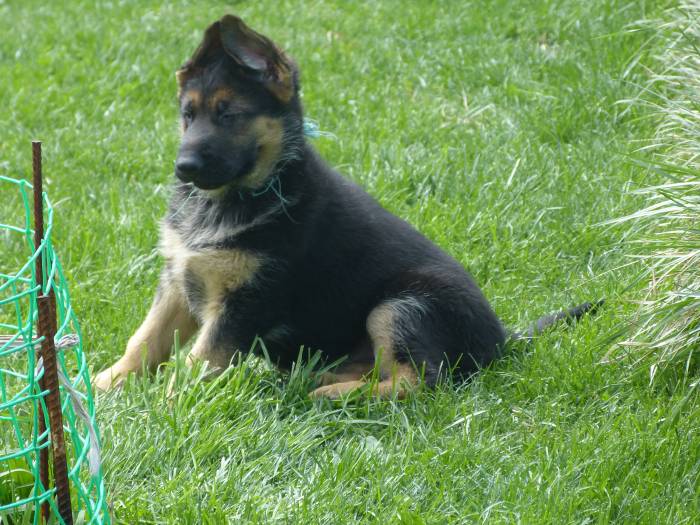 щенки немецкой овчарки сродословной, фотография 2