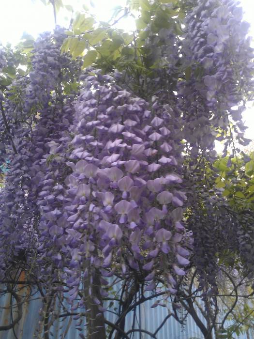 Продам саженцы глицинии, фотография 1