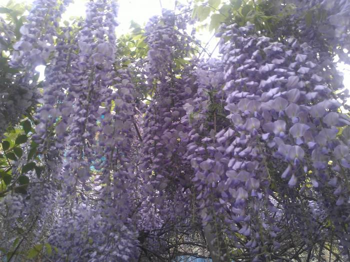 Продам саженцы глицинии, фотография 2