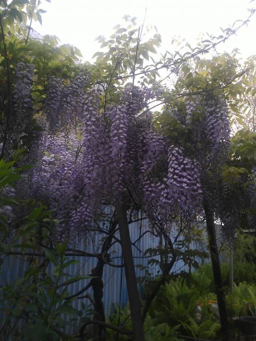 Продам саженцы глицинии, фотография 3