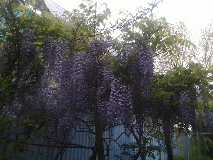 Продам саженцы глицинии, фотография 4