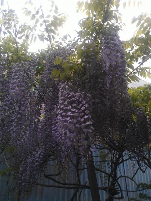 Продам саженцы глицинии, фотография 5