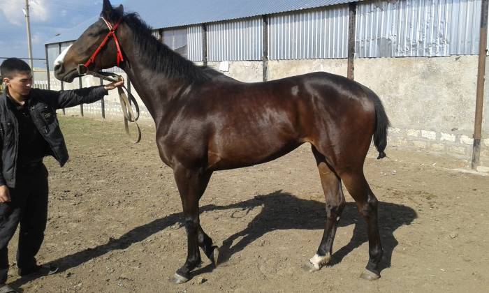 ЛОШАДИ, фотография 1