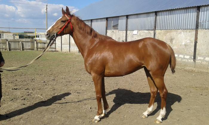 ЛОШАДИ, фотография 2