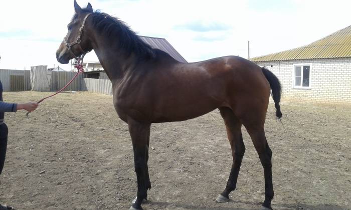 ЛОШАДИ, фотография 3